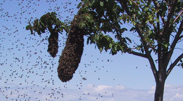 Hivelights July 2022