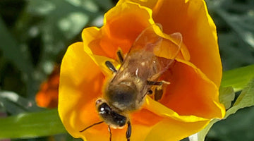Honeybee on fall Icelandic Poppy